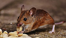 24 Hour & Emergency Exterminators in Leavittsburg, OH